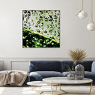 Leaf VI by Peter Morneau on GIANT ART - black photo art