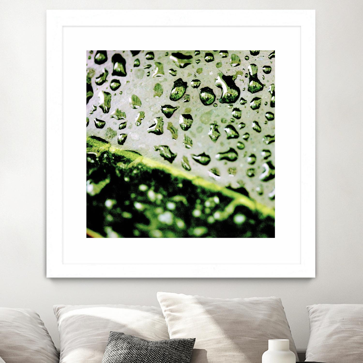 Leaf VI by Peter Morneau on GIANT ART - black photo art