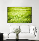 Grass I by Peter Morneau on GIANT ART - green photo art