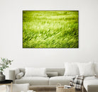 Grass I by Peter Morneau on GIANT ART - green photo art