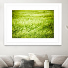Grass I by Peter Morneau on GIANT ART - green photo art