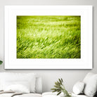 Grass I by Peter Morneau on GIANT ART - green photo art