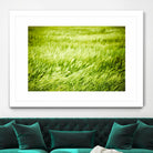 Grass I by Peter Morneau on GIANT ART - green photo art