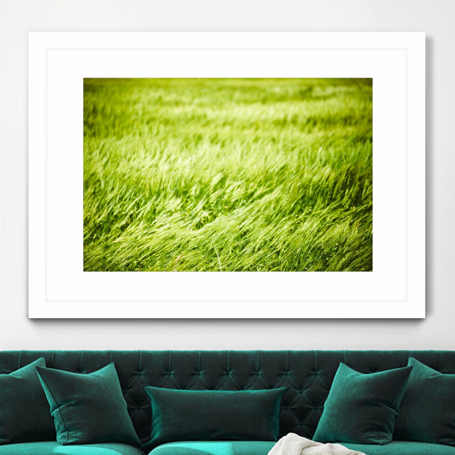 Grass I by Peter Morneau on GIANT ART - green photo art