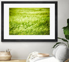 Grass I by Peter Morneau on GIANT ART - green photo art