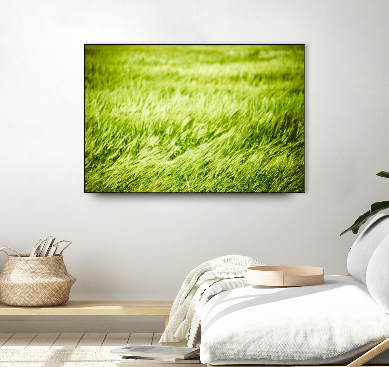 Grass I by Peter Morneau on GIANT ART - green photo art