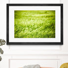 Grass I by Peter Morneau on GIANT ART - green photo art