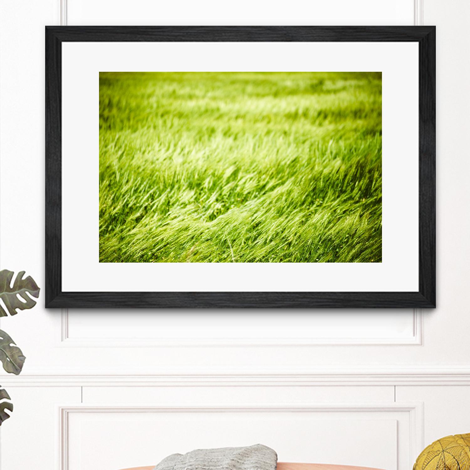 Grass I by Peter Morneau on GIANT ART - green photo art