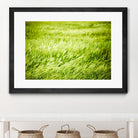 Grass I by Peter Morneau on GIANT ART - green photo art