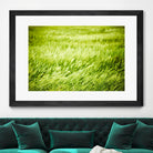 Grass I by Peter Morneau on GIANT ART - green photo art