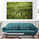 Grass II by Peter Morneau on GIANT ART - green photo art