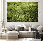 Grass II by Peter Morneau on GIANT ART - green photo art