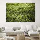 Grass II by Peter Morneau on GIANT ART - green photo art