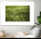 Grass II by Peter Morneau on GIANT ART - green photo art