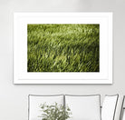 Grass II by Peter Morneau on GIANT ART - green photo art