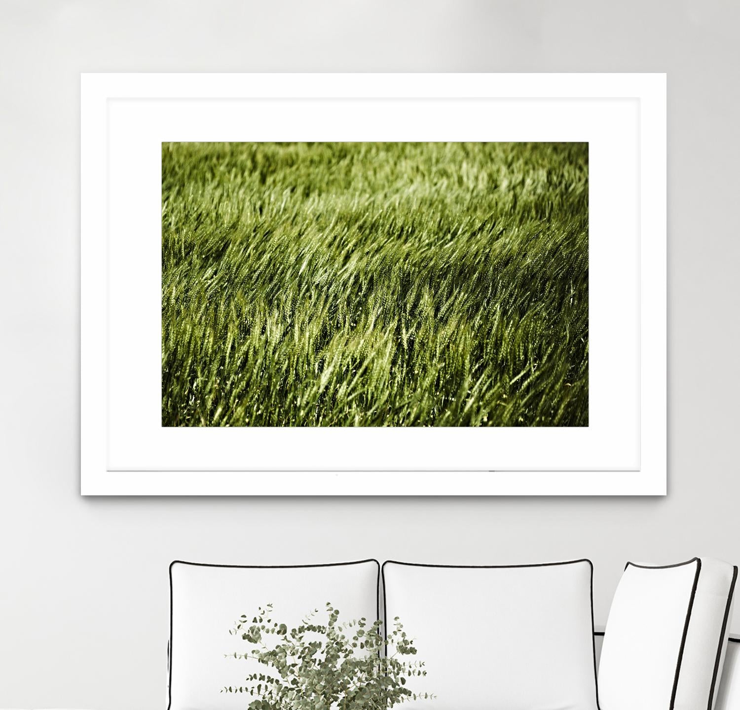 Grass II by Peter Morneau on GIANT ART - green photo art