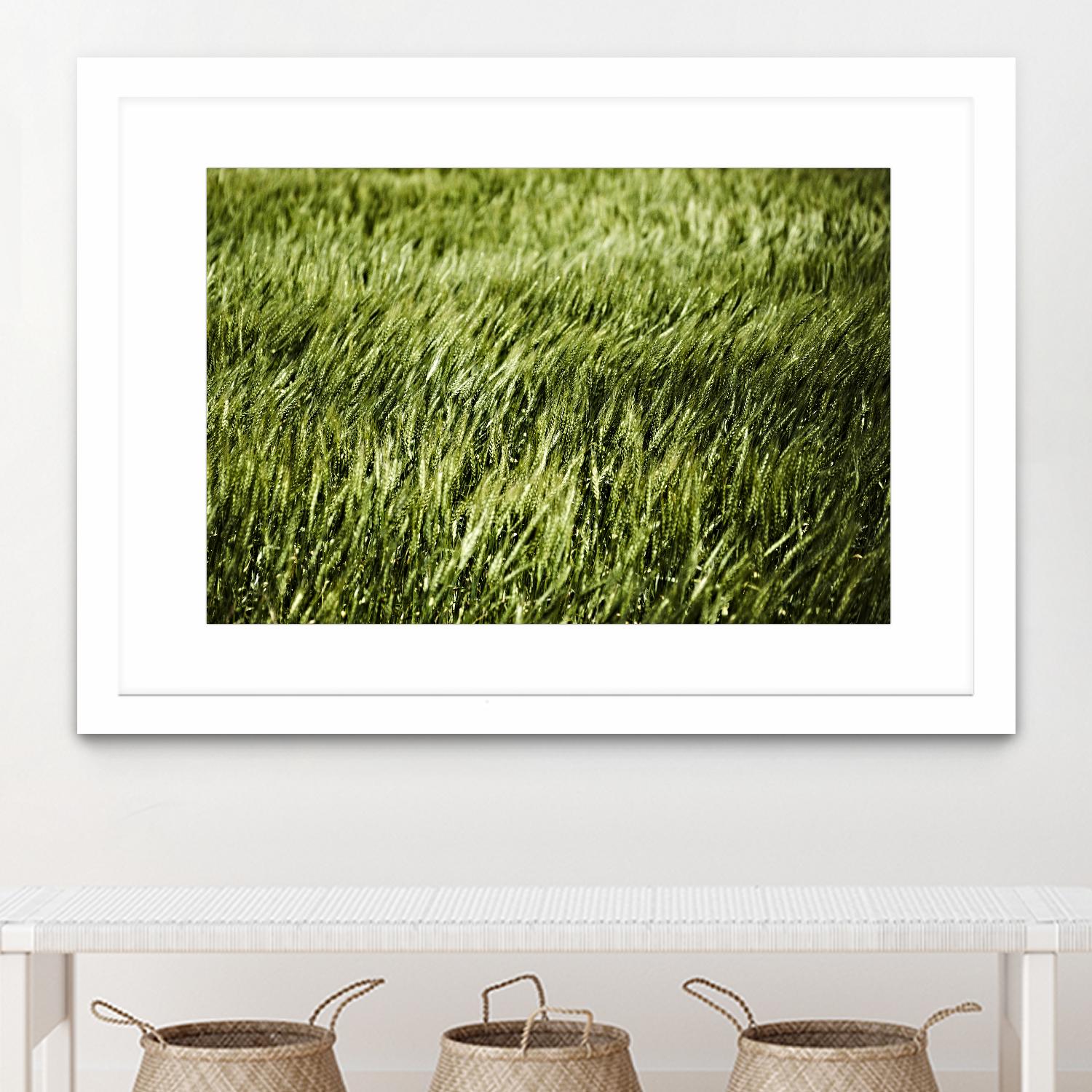 Grass II by Peter Morneau on GIANT ART - green photo art