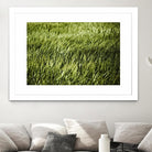 Grass II by Peter Morneau on GIANT ART - green photo art