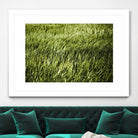 Grass II by Peter Morneau on GIANT ART - green photo art