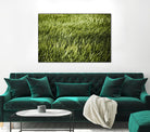 Grass II by Peter Morneau on GIANT ART - green photo art