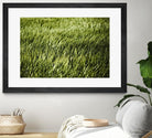 Grass II by Peter Morneau on GIANT ART - green photo art