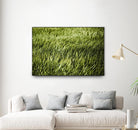 Grass II by Peter Morneau on GIANT ART - green photo art