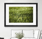 Grass II by Peter Morneau on GIANT ART - green photo art
