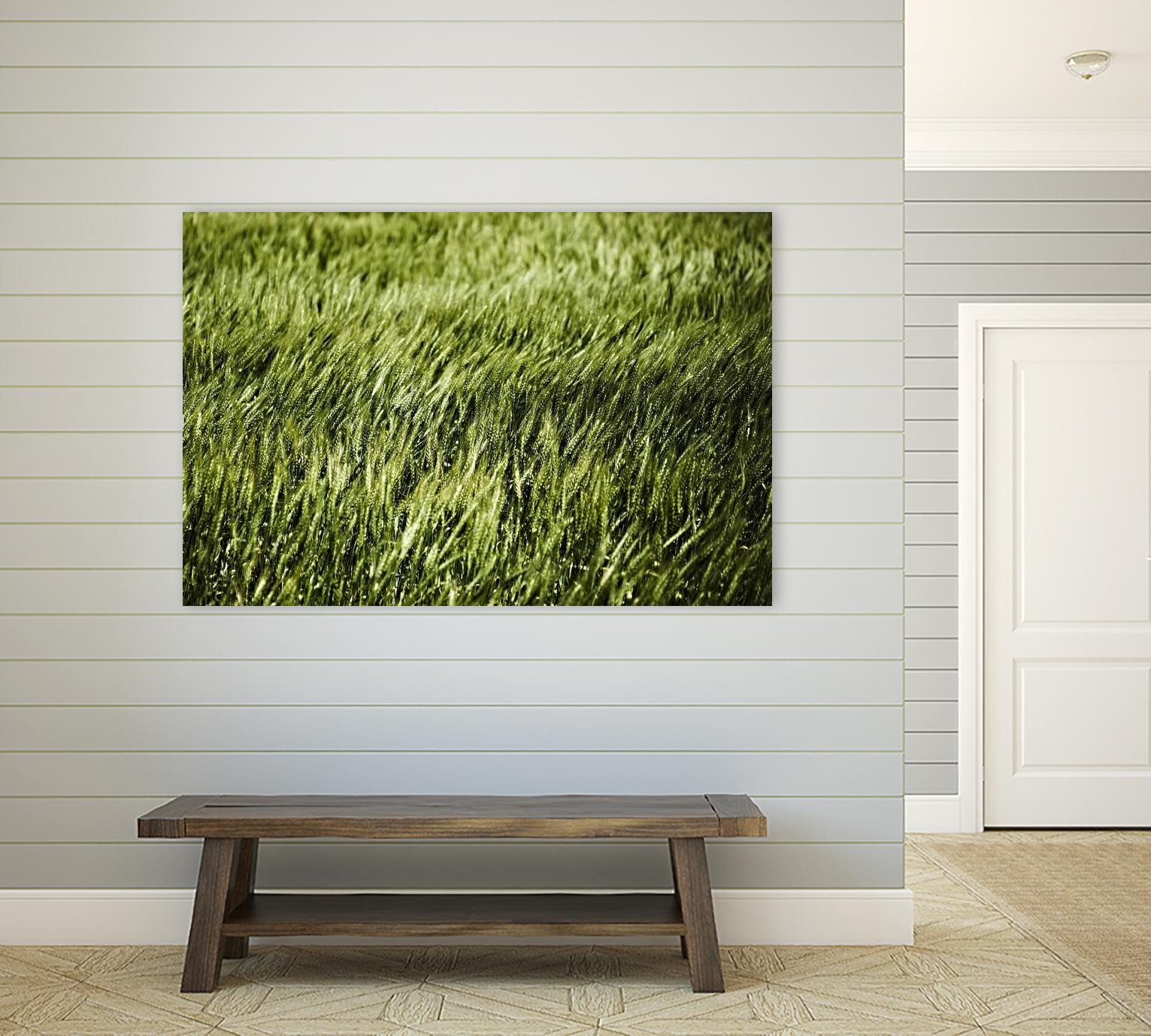 Grass II by Peter Morneau on GIANT ART - green photo art