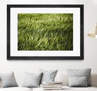 Grass II by Peter Morneau on GIANT ART - green photo art