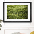 Grass II by Peter Morneau on GIANT ART - green photo art