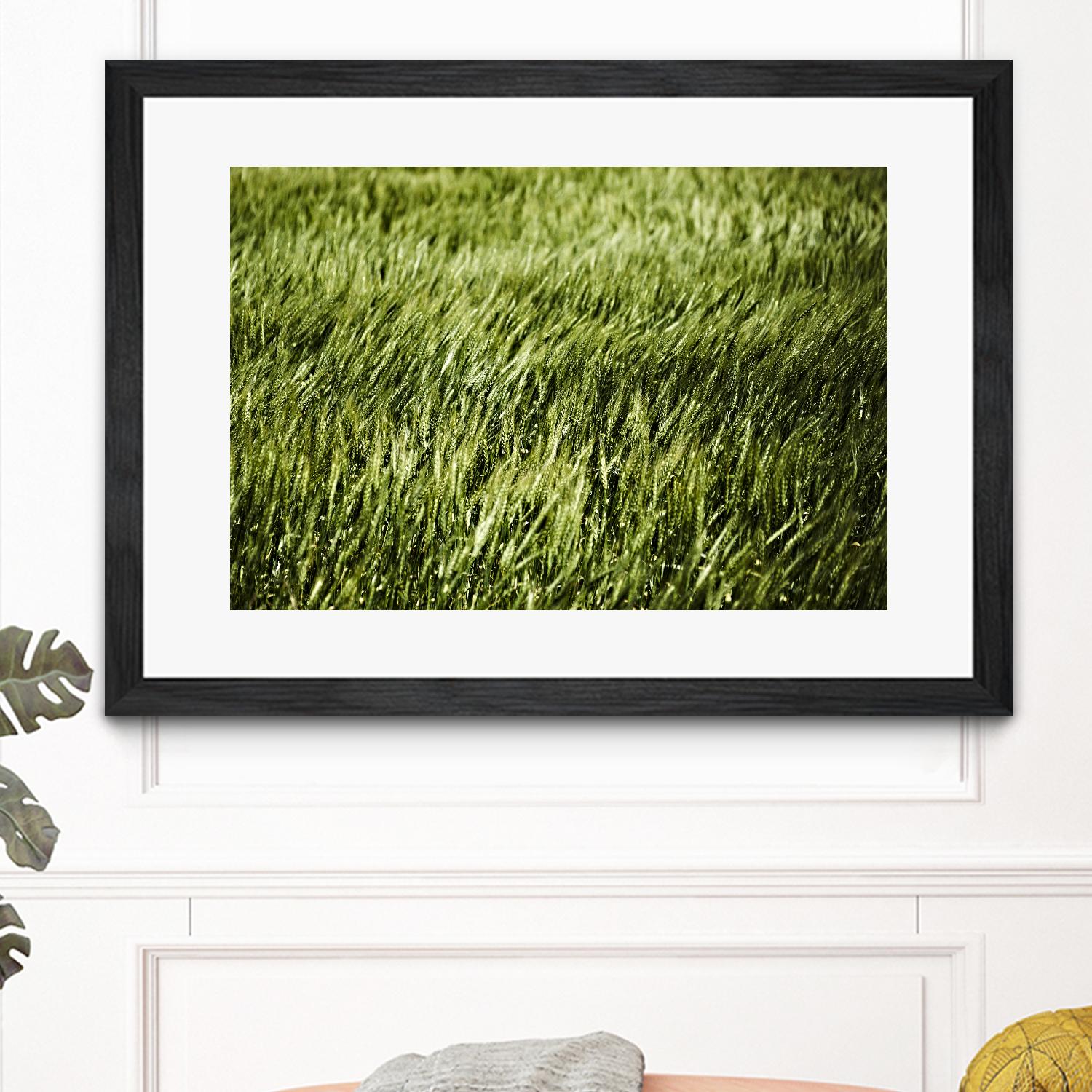Grass II by Peter Morneau on GIANT ART - green photo art