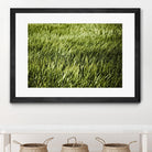 Grass II by Peter Morneau on GIANT ART - green photo art