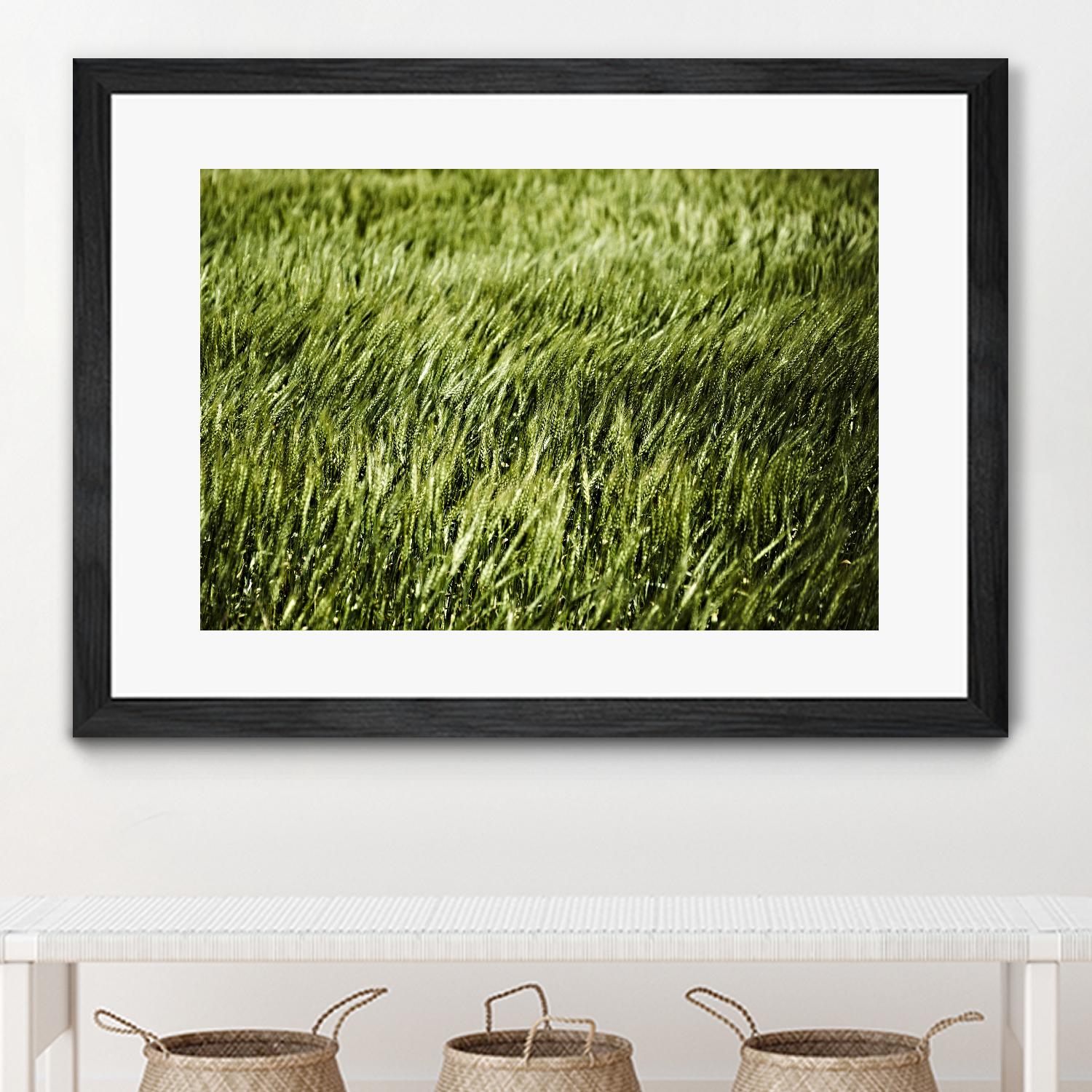 Grass II by Peter Morneau on GIANT ART - green photo art
