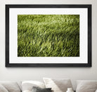 Grass II by Peter Morneau on GIANT ART - green photo art