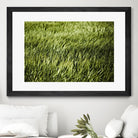 Grass II by Peter Morneau on GIANT ART - green photo art