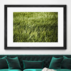 Grass II by Peter Morneau on GIANT ART - green photo art
