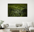Grass III by Peter Morneau on GIANT ART - green photo art