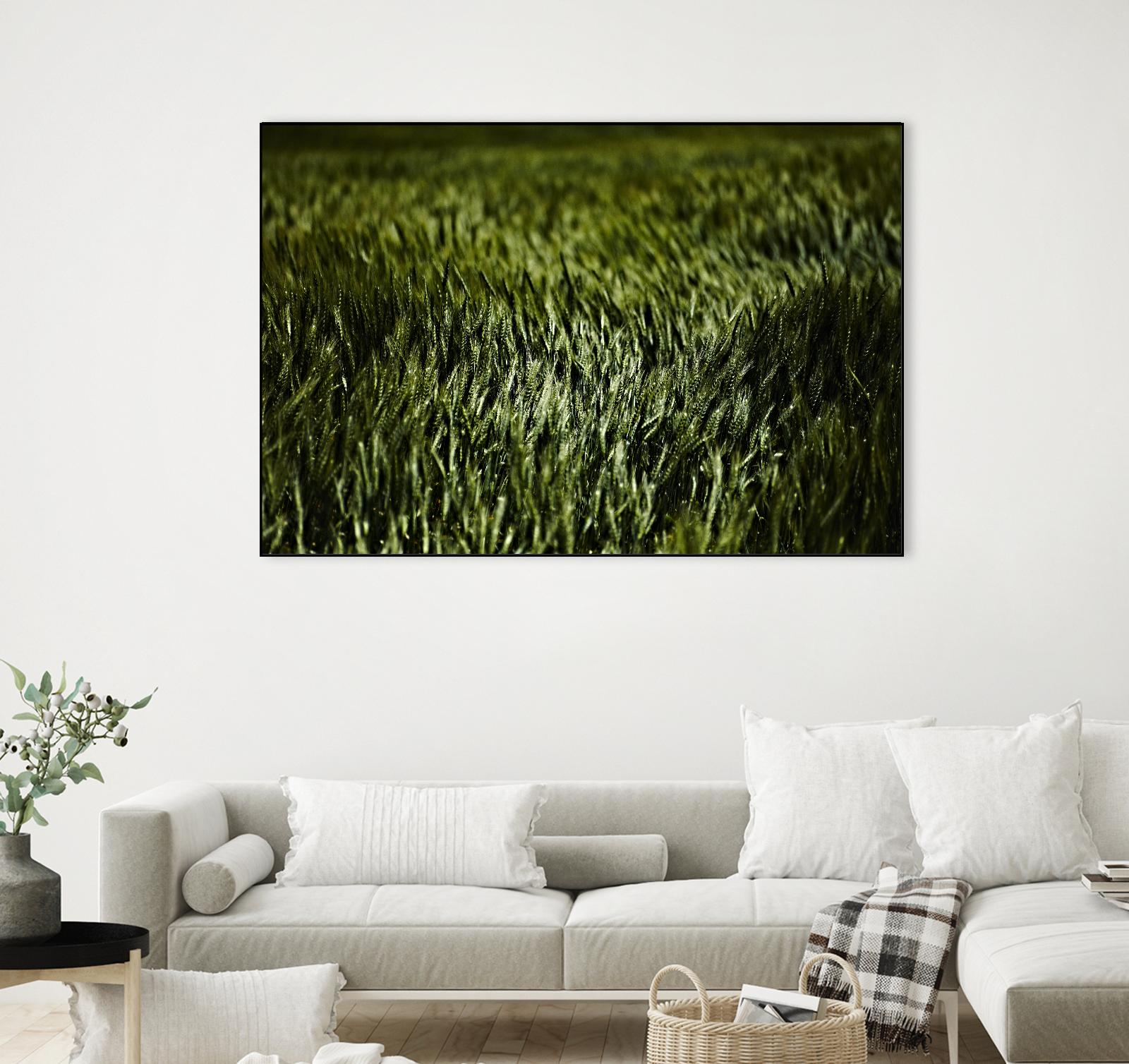 Grass III by Peter Morneau on GIANT ART - green photo art
