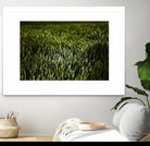 Grass III by Peter Morneau on GIANT ART - green photo art