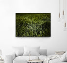 Grass III by Peter Morneau on GIANT ART - green photo art