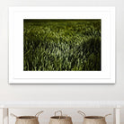 Grass III by Peter Morneau on GIANT ART - green photo art