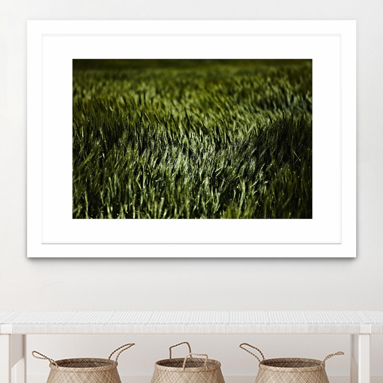 Grass III by Peter Morneau on GIANT ART - green photo art