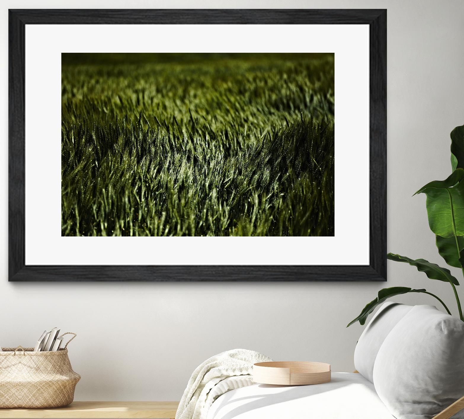 Grass III by Peter Morneau on GIANT ART - green photo art