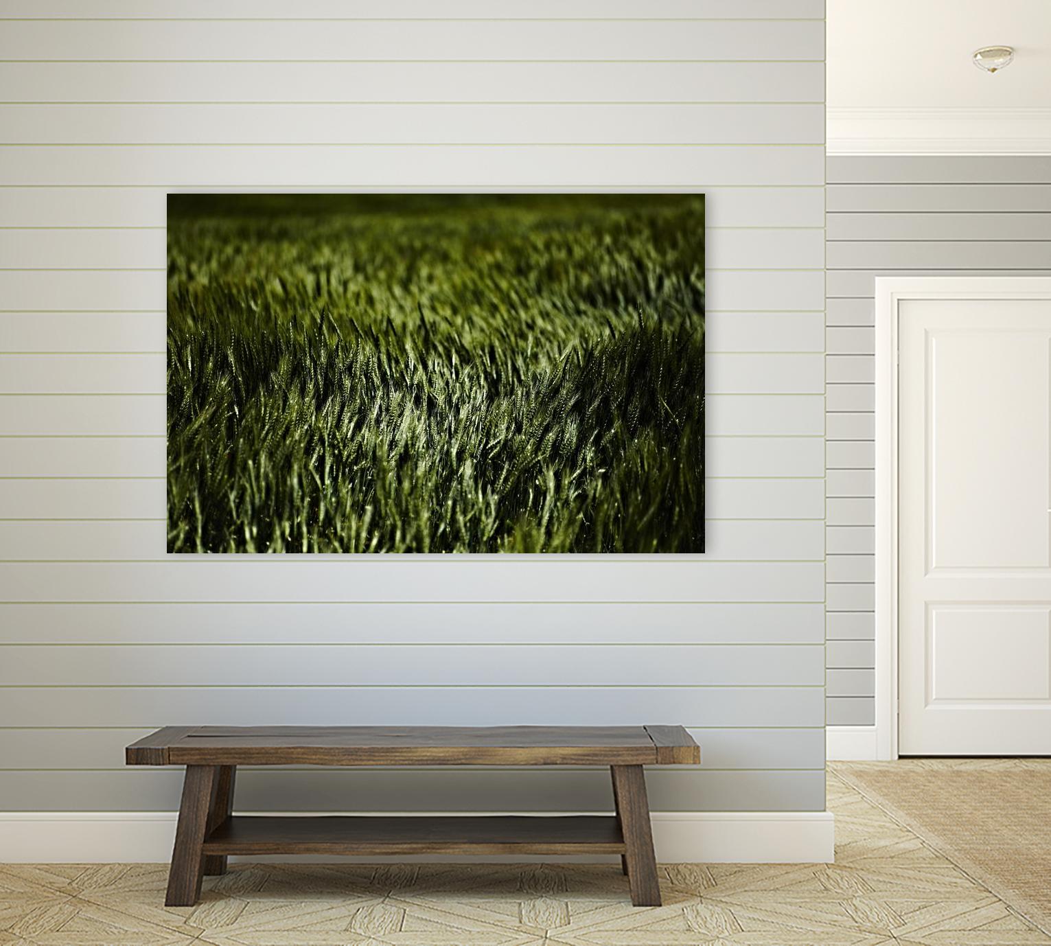 Grass III by Peter Morneau on GIANT ART - green photo art