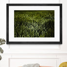 Grass III by Peter Morneau on GIANT ART - green photo art