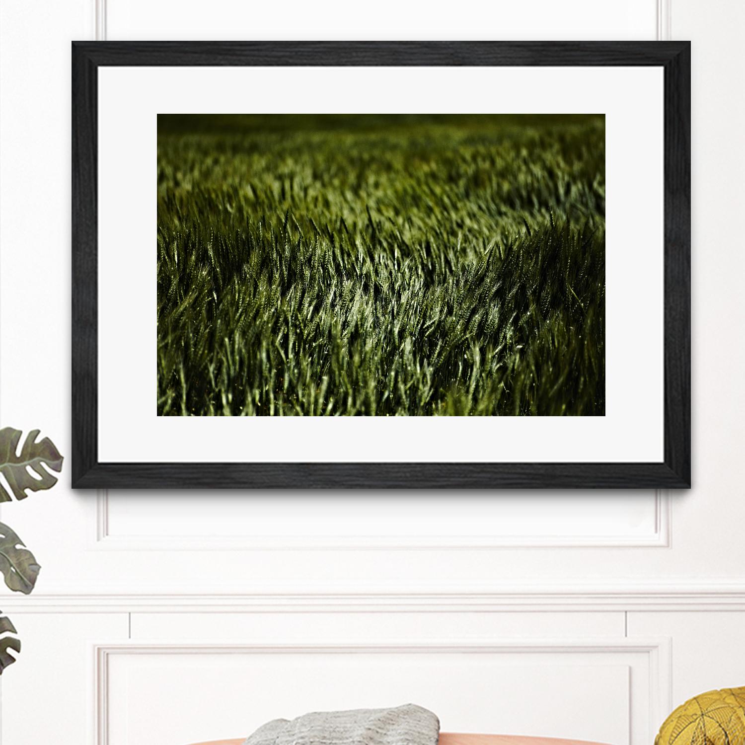 Grass III by Peter Morneau on GIANT ART - green photo art