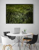 Grass III by Peter Morneau on GIANT ART - green photo art
