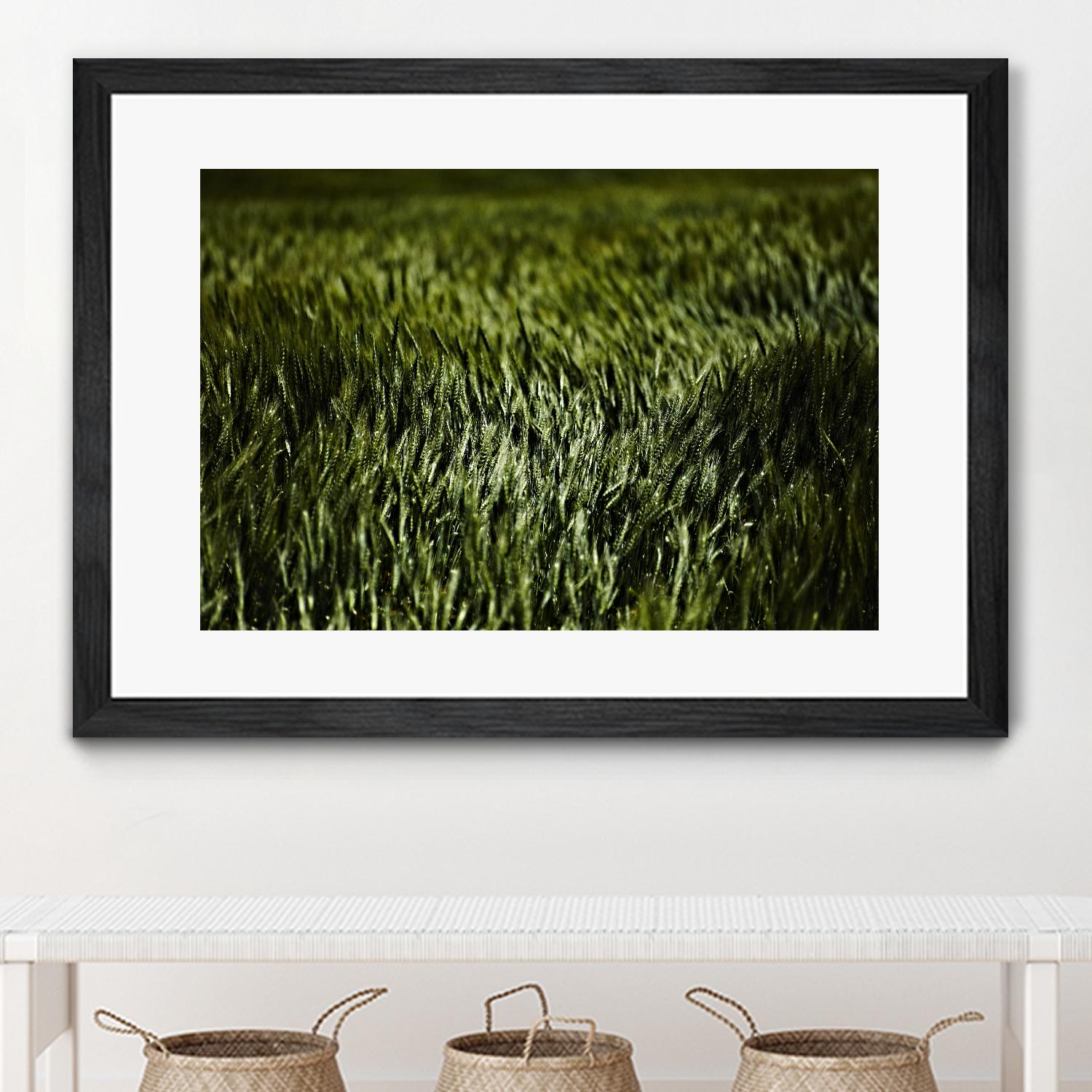Grass III by Peter Morneau on GIANT ART - green photo art