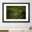 Grass III by Peter Morneau on GIANT ART - green photo art