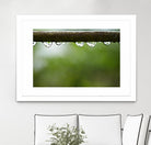 Drops of water II by Peter Morneau on GIANT ART - brown photo art